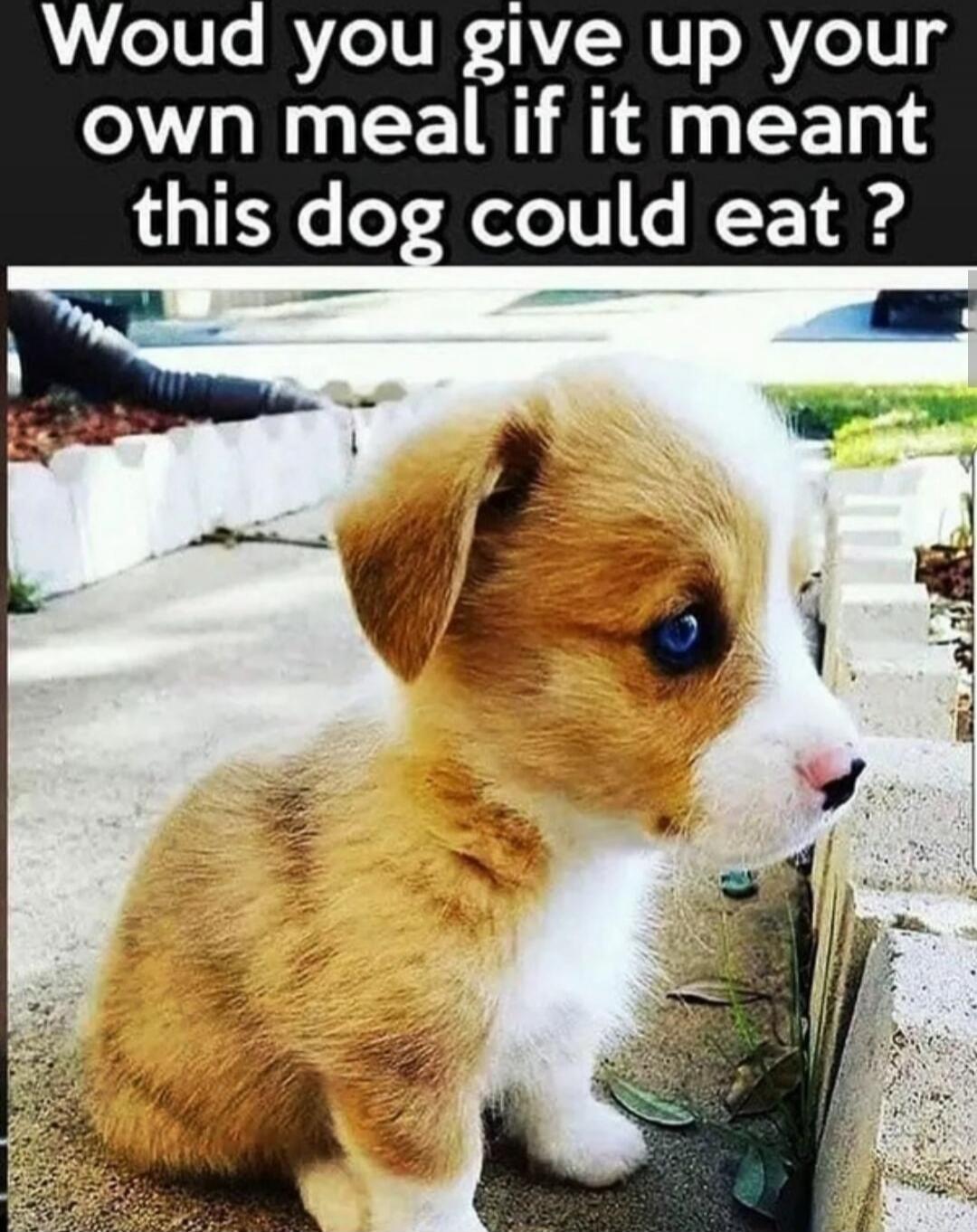 Woud you give up your own meal if it meant this dog could eat ?