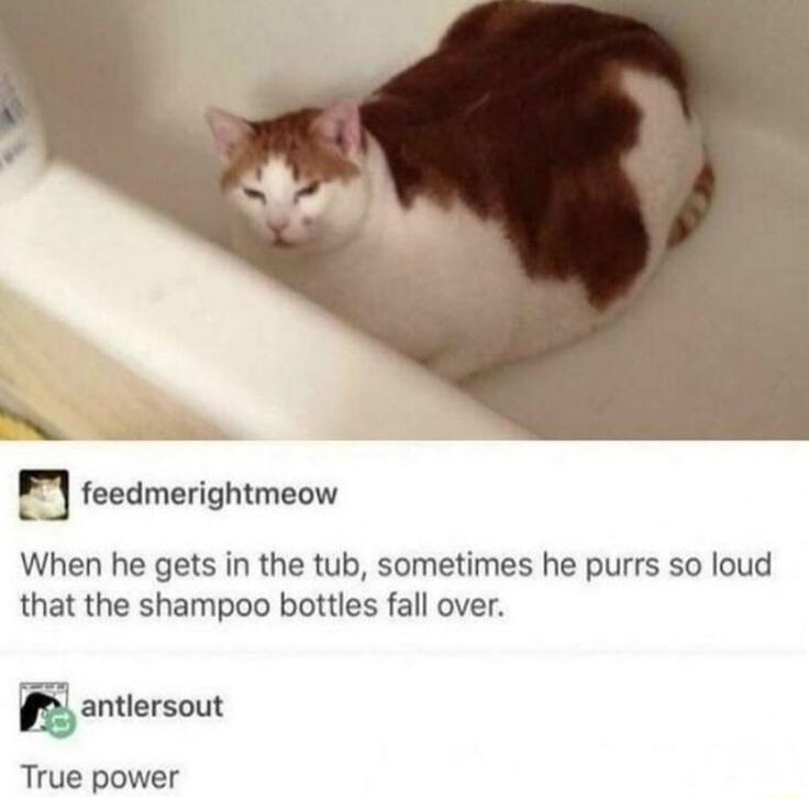 _ NG F7 feedmerightmeow When he gets in the tub sometimes he purrs so loud that the shampoo bottles fall over anuerscur True power