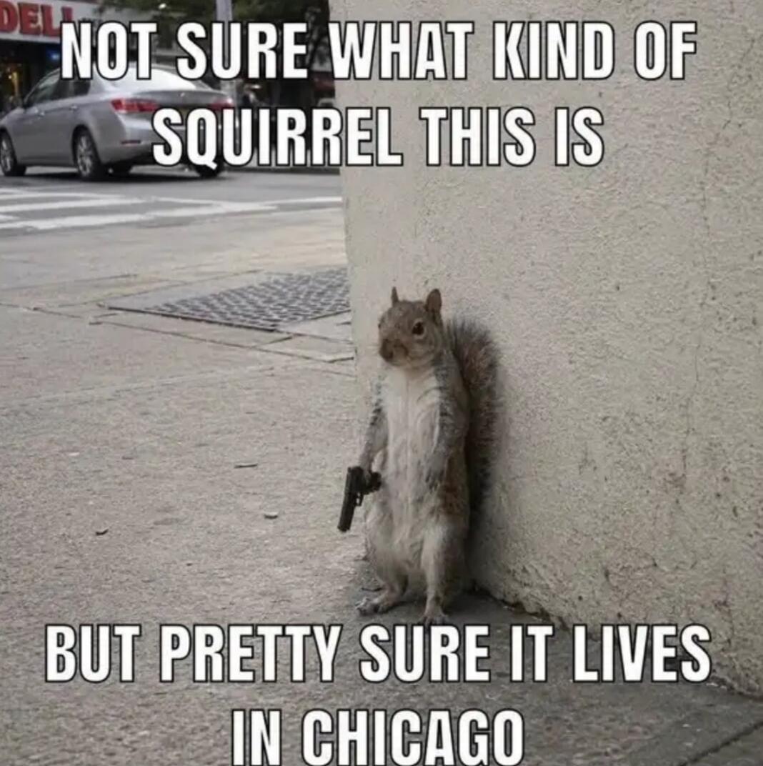 NOT SURE WHAT KIND OF SQUIRREL THIS IS BUT PRETTY SURE IT LIVES IN CHICAGO