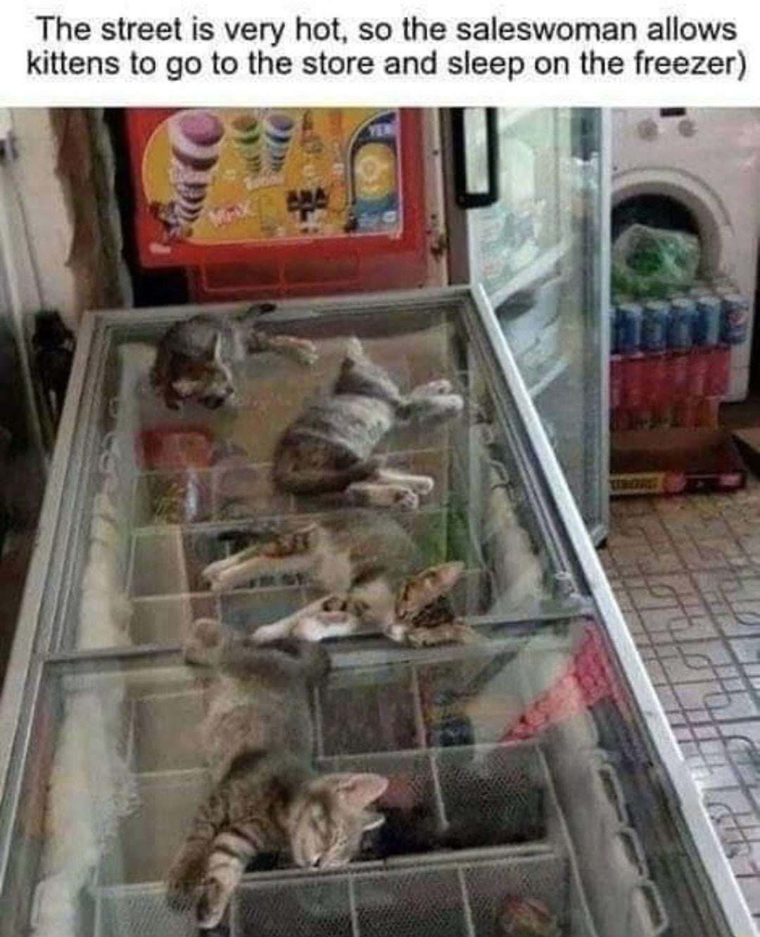 The street is very hot so the saleswoman allows kittens to go to the store and sleep on the freezer