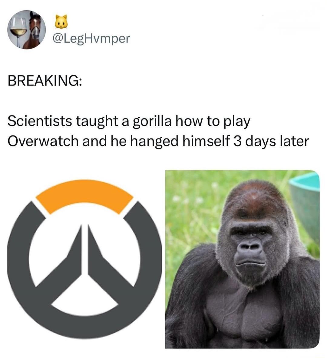 BREAKING: Scientists taught a gorilla how to play Overwatch and he hanged himself 3 days later. @LegHvmper