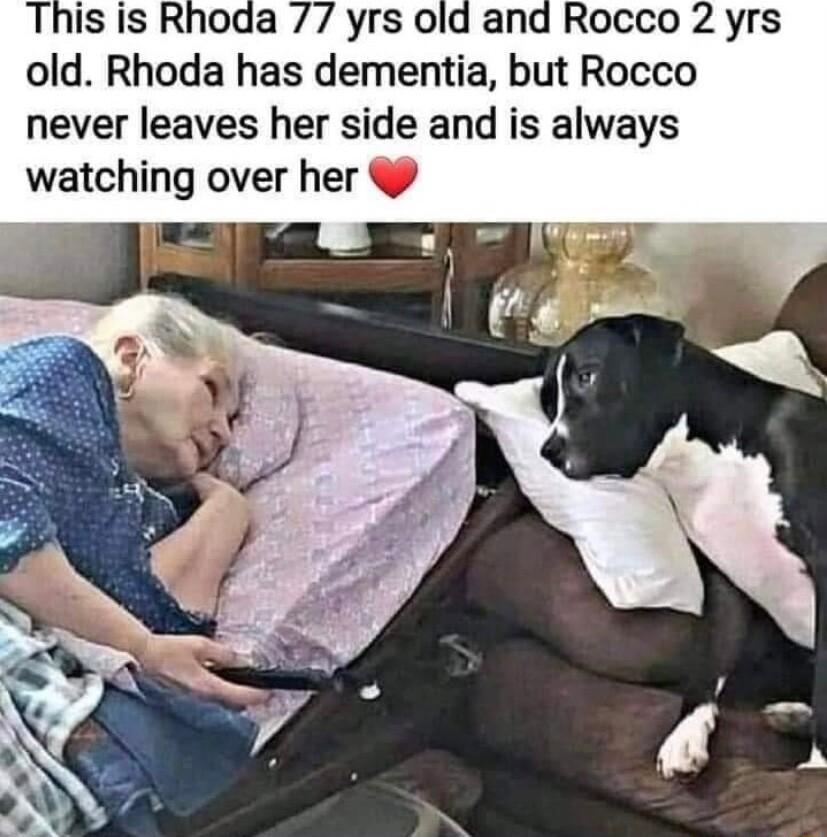 This is Rhoda 77 yrs old and Rocco 2 yrs old Rhoda has dementia but Rocco never leaves her side and is always watching over her