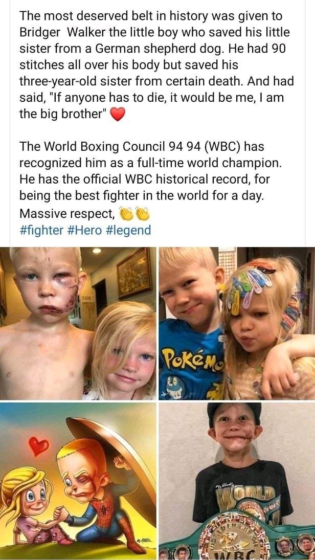 The most deserved belt in history was given to Bridger Walker the little boy who saved his little sister from a German shepherd dog He had 90 stitches all over his body but saved his three year old sister from certain death And had said If anyone has to die it would be me am the big brother The World Boxing Council 94 94 WBC has recognized him as a full time world champion He has the official WBC 