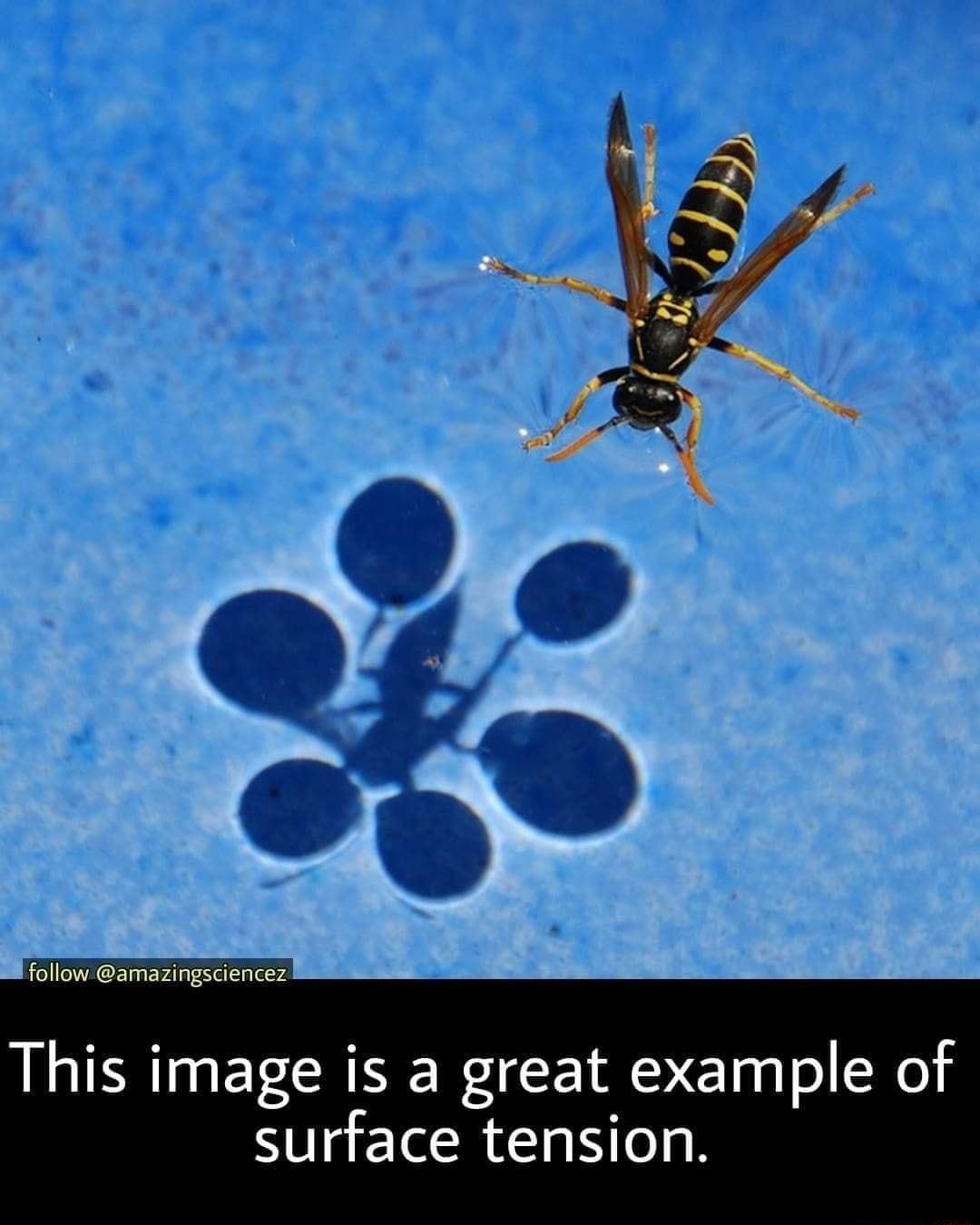 This image is a great example of surface tension