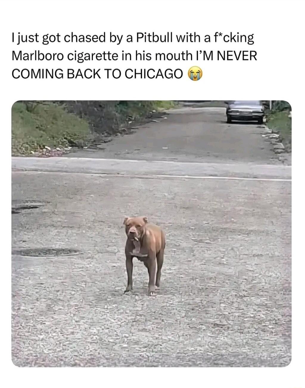 I just got chased by a Pitbull with a f*cking Marlboro cigarette in his mouth I'M NEVER COMING BACK TO CHICAGO 😭