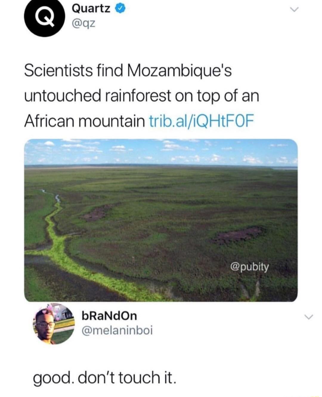 Scientists find Mozambiques untouched rainforest on top of an African mountain tribaliQHtFOF bRaNdOn melaninboi good dont touch it