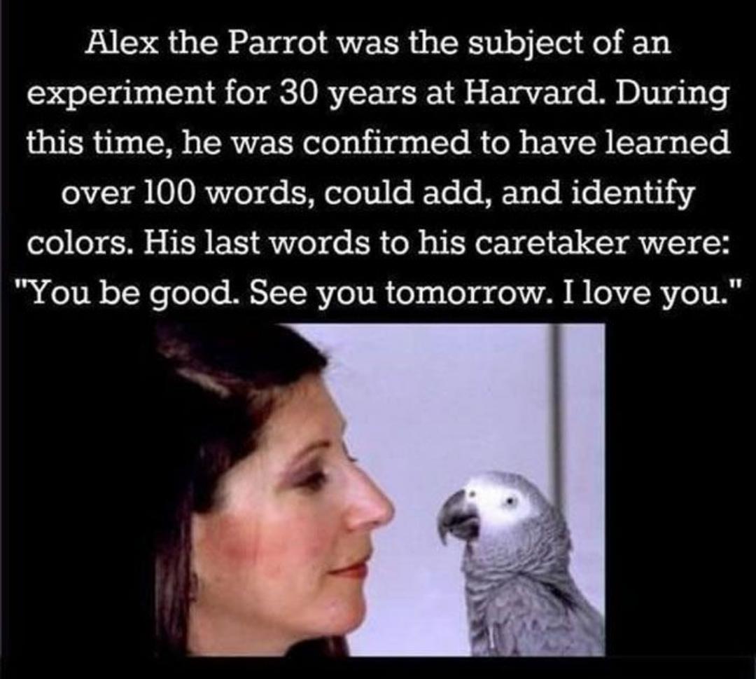 Alex the Parrot was the subject of an experiment for 30 years at Harvard During this time he was confirmed to have learned over 100 words could add and identify colors His last words to his caretaker were You be good See you tomorrow I love you
