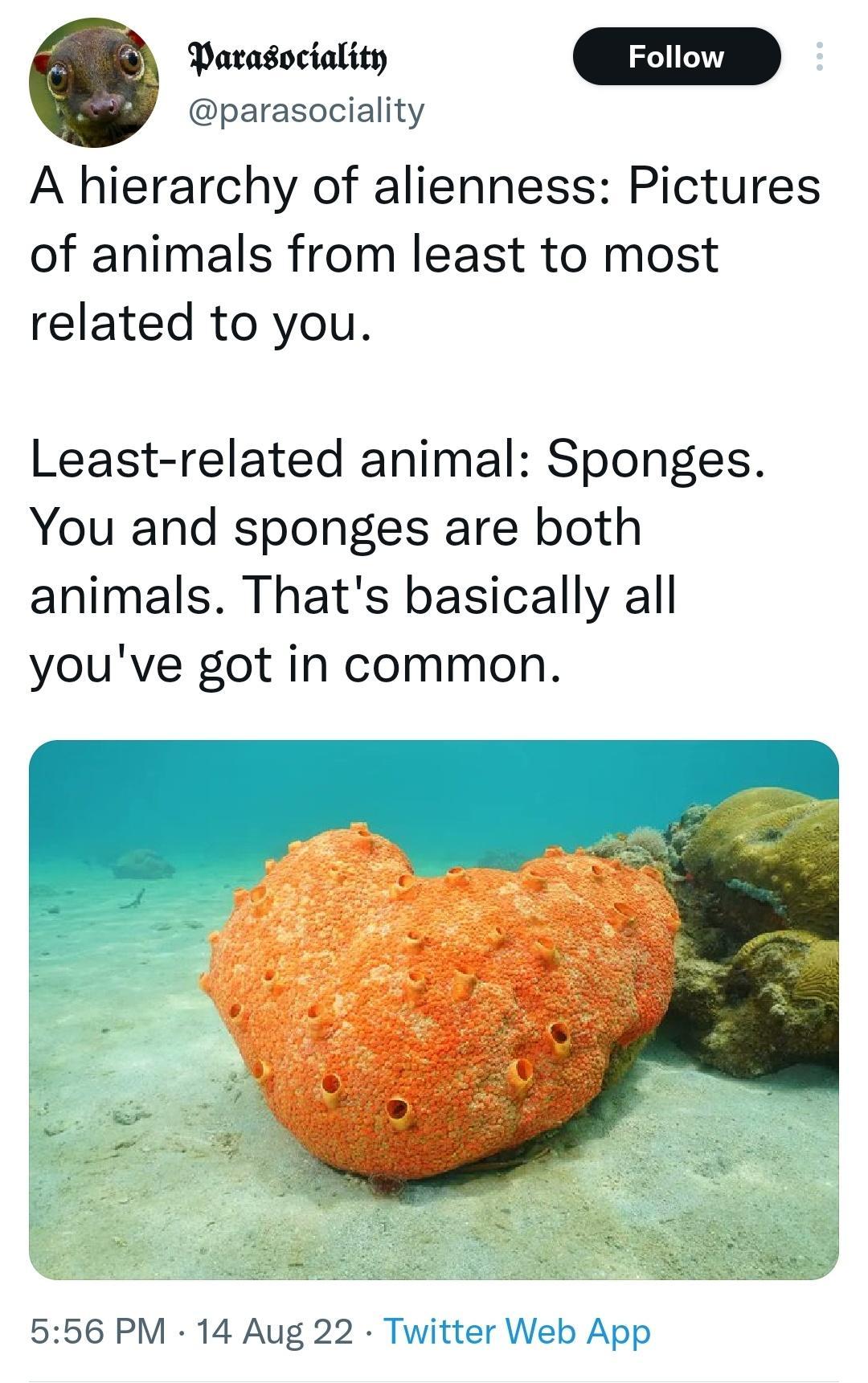o QD parasociality A hierarchy of alienness Pictures of animals from least to most related to you Least related animal Sponges You and sponges are both animals Thats basically all youve got in common 556 PM 14 Aug 22 Twitter Web App