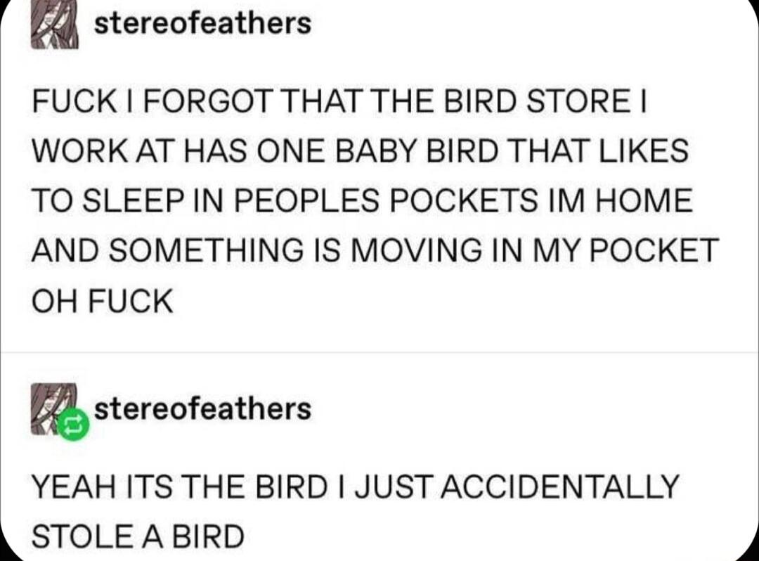 V44 stereofeathers FUCK FORGOT THAT THE BIRD STORE WORK AT HAS ONE BABY BIRD THAT LIKES TO SLEEP IN PEOPLES POCKETS IM HOME AND SOMETHING IS MOVING IN MY POCKET OH FUCK stereofeathers YEAH ITS THE BIRD JUST ACCIDENTALLY STOLE A BIRD