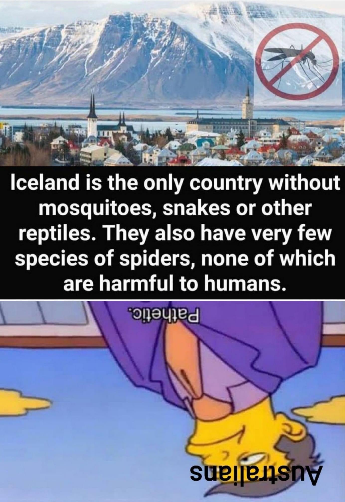 Iceland is the only country without mosquitoes snakes or other reptiles They also have very few o Lo o Y o1 o T Lo Ty W T e g are harmful to humans
