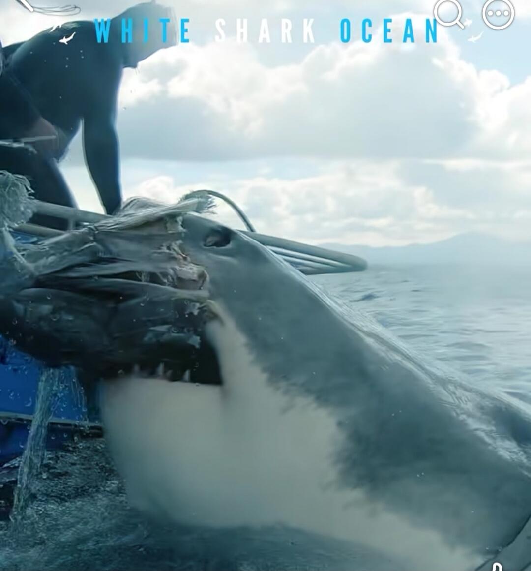 WHITE SHARK OCEAN