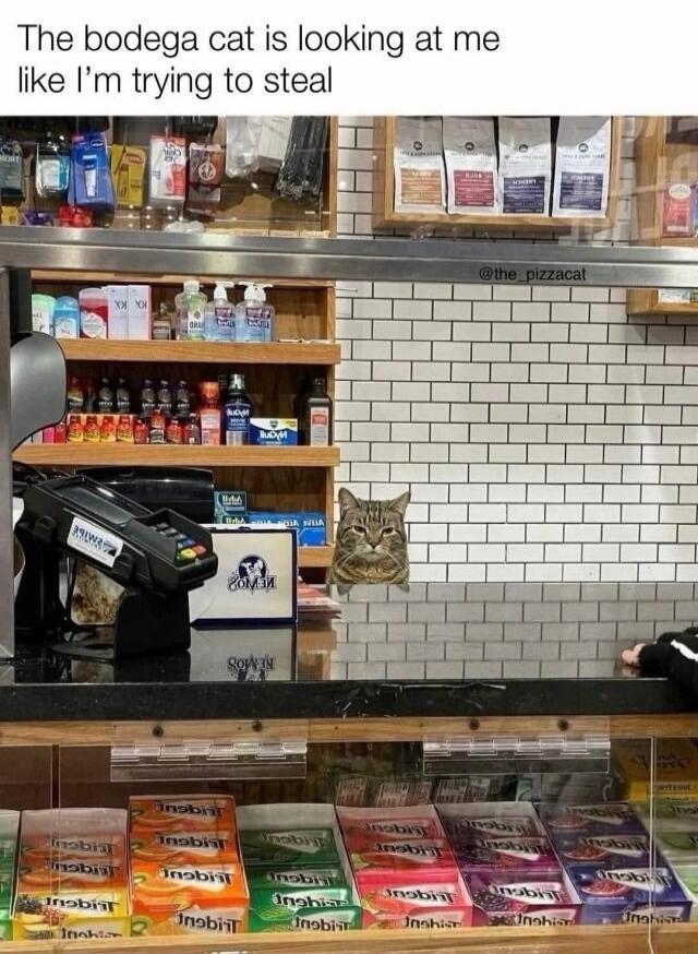 The bodega cat is looking at me like I'm trying to steal @the_pizzacat