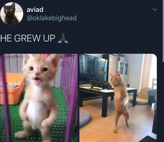 3 aviad L2 CLINEIC e REE HE GREW UP