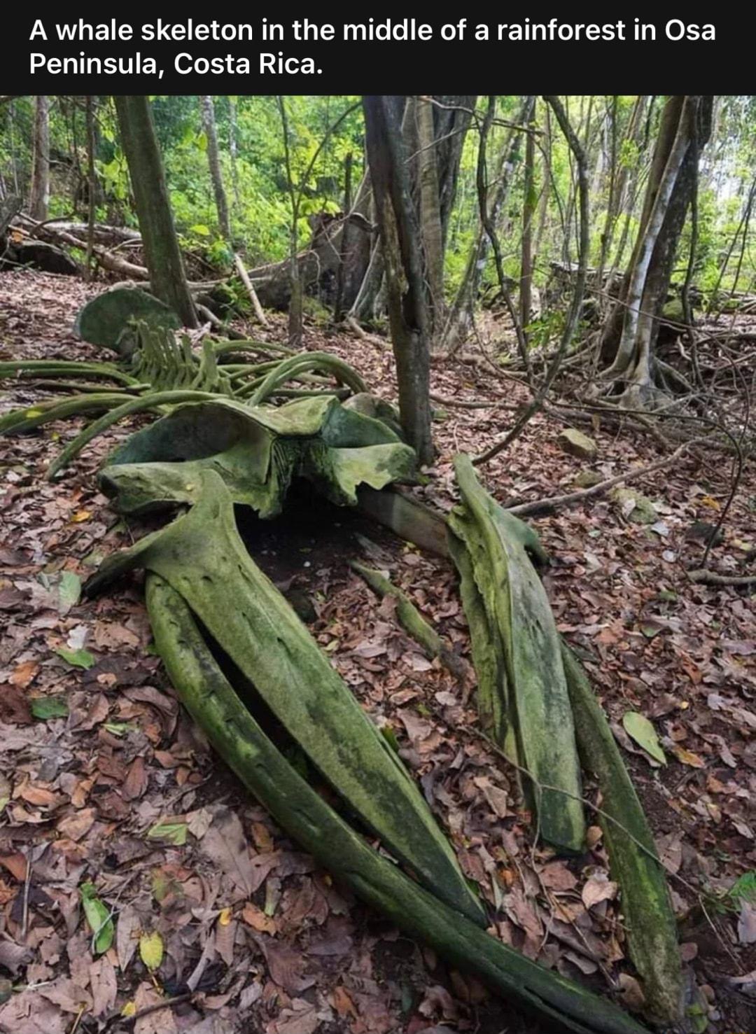 A whale skeleton in the middle of a rainforest in Osa LELTMETEN LR SR IEN