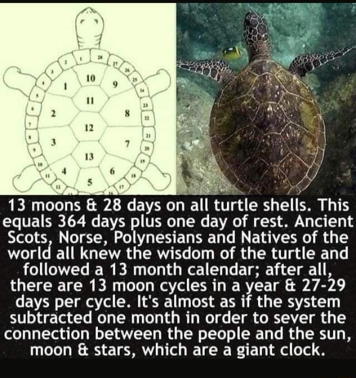 13 moons 28 days on all turtle shells This 2o VE e ToT W E AR o V0T T VAo 33 A N Tei 131 Scots Norse Polynesians and Natives of the world all knew the wisdom of the turtle and followed a 13 month calendar after all T Rl oo Wa ol SRR R RVE L A B A days per cycle Its almost as if the system 1 o1 et T WoTo Ul 1 ToT ol y I W e T R 0 MYV T R oy T connection between the people and the sun moon stars whi