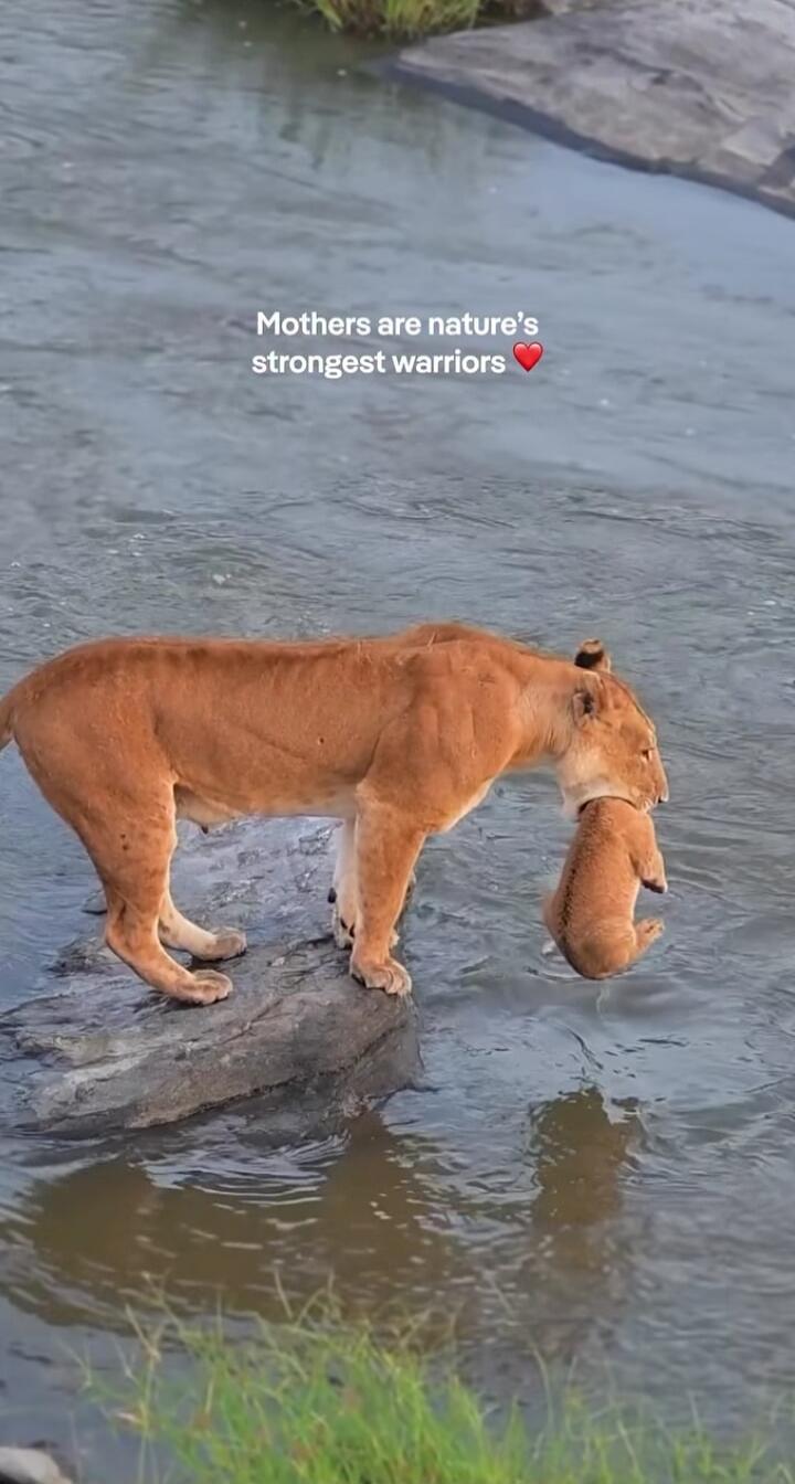 Mothers are nature's strongest warriors