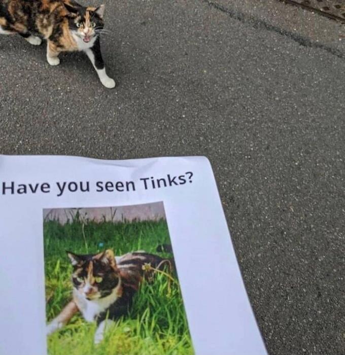 Have you seen Tinks?