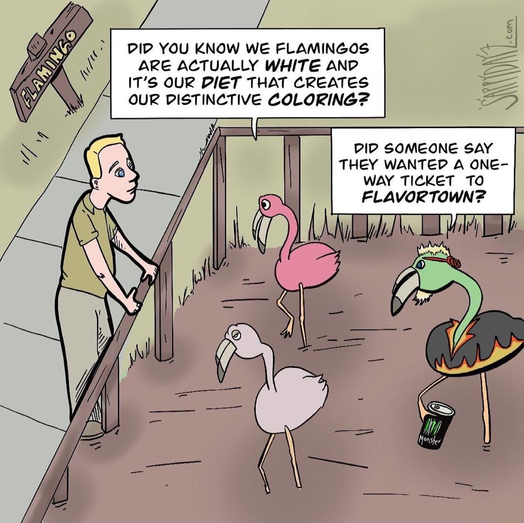 PIP YOU KNOW WE FLAMINGOS ARE ACTUALLY WHITE AND ITS6 OUR PIET THAT CREATES OUR PISTINCTIVE COLORINGZ PIP SOMEONE SAY THEY WANTEPD A ONE WAY TICKET TO FLAVORTOWNZ