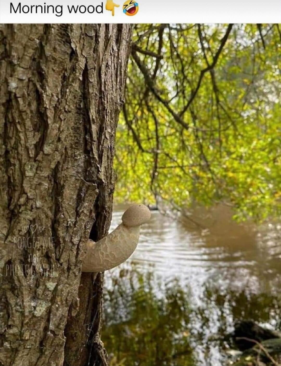 Morning wood 👆🤣