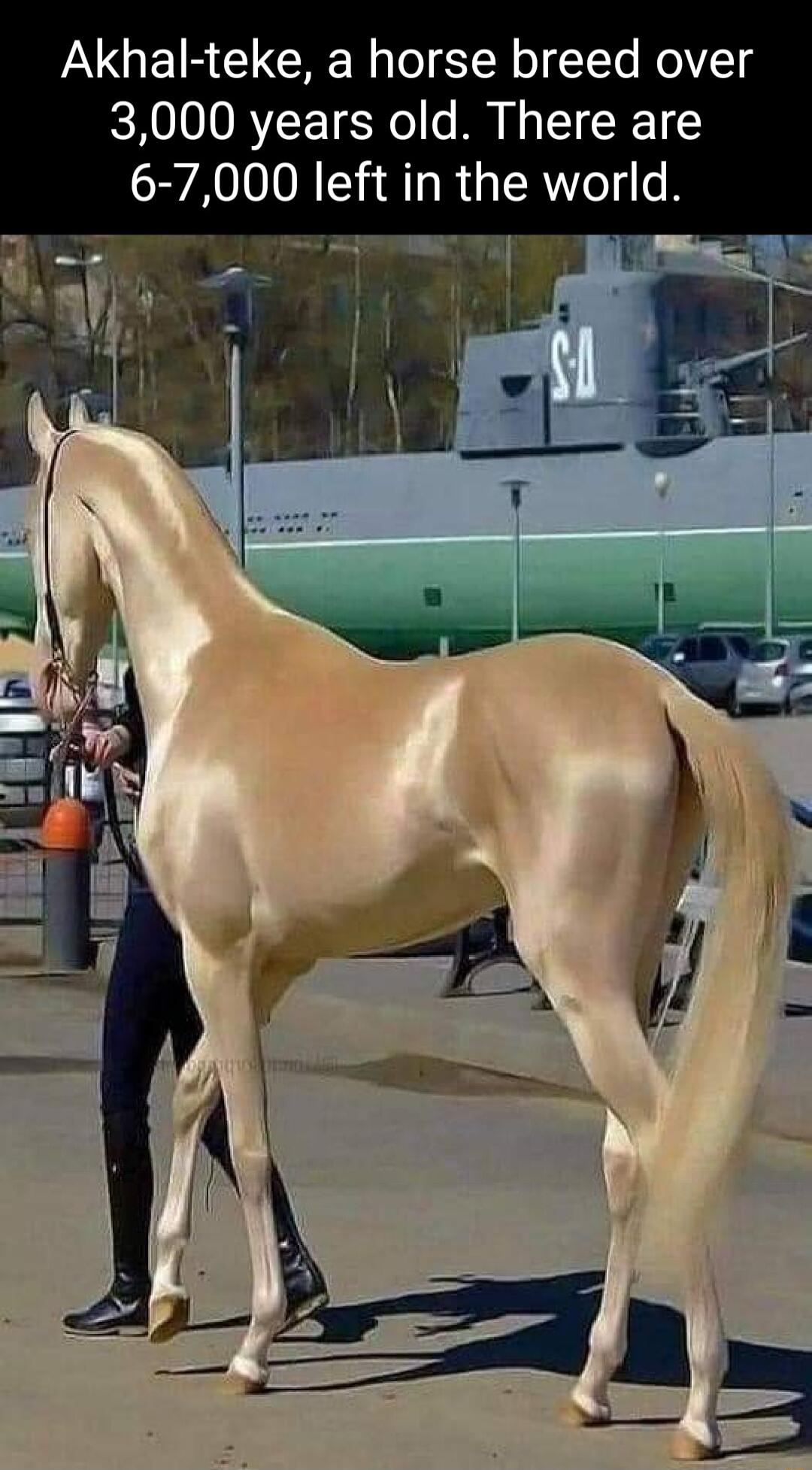 Akhal teke a horse breed over 3000 years old There are 6 7000 left in the world T