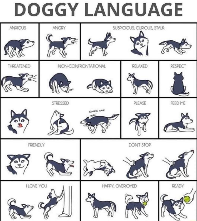 DOGGY LANGUAGE w g e Al Akl B 5w Wfm s