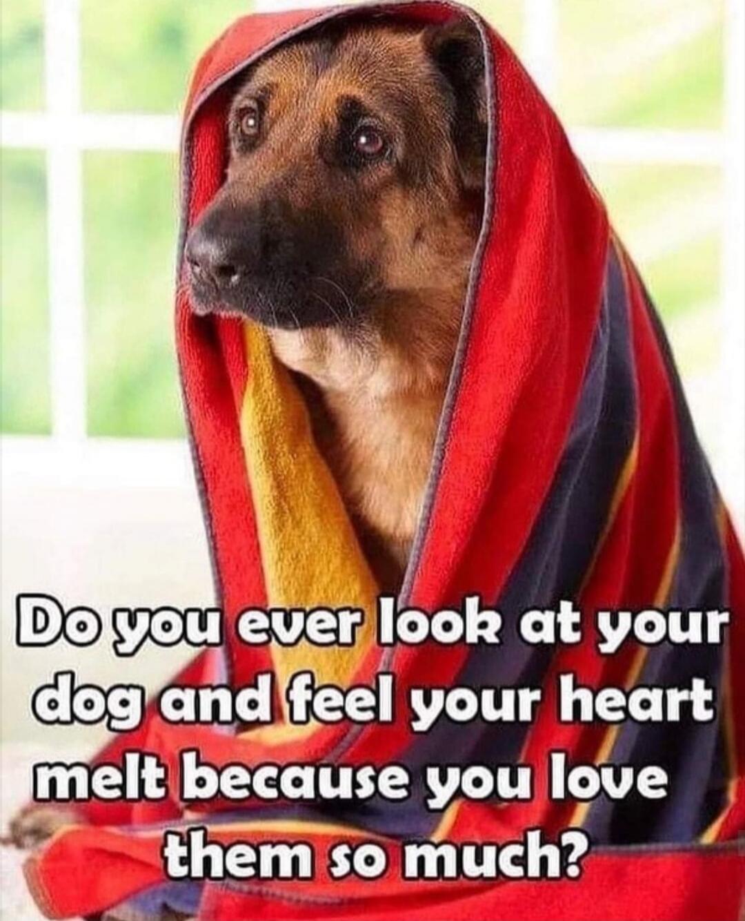 Do you ever look at your dog and feel your heart melt because you love them so much?