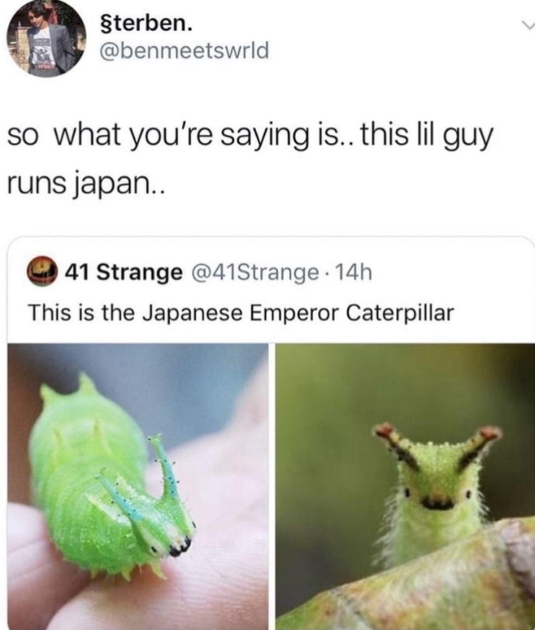 terben benmeetswrld so what youre saying is this lil guy runs japan 41 strange 41Strange 14h This is the Japanese Emperor Caterpillar