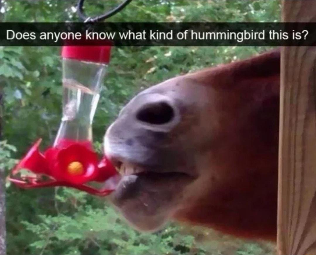 RS s e L Does anytme know what kind of hummingbird this is