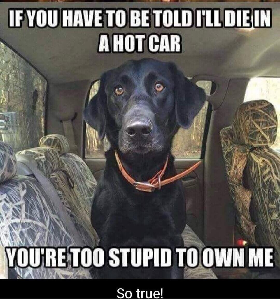 IF YOU HAVE TO BE TOLD I'LL DIE IN A HOT CAR
YOU'RE TOO STUPID TO OWN ME
So true!