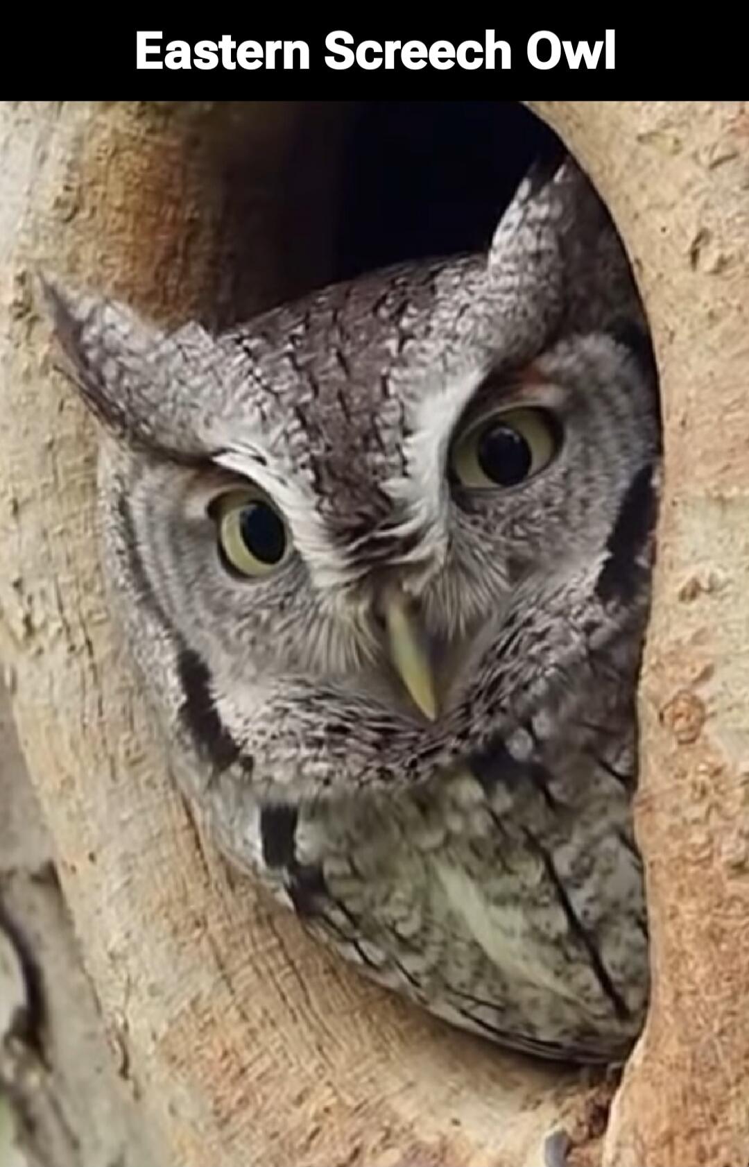 Eastern Screech Owl
