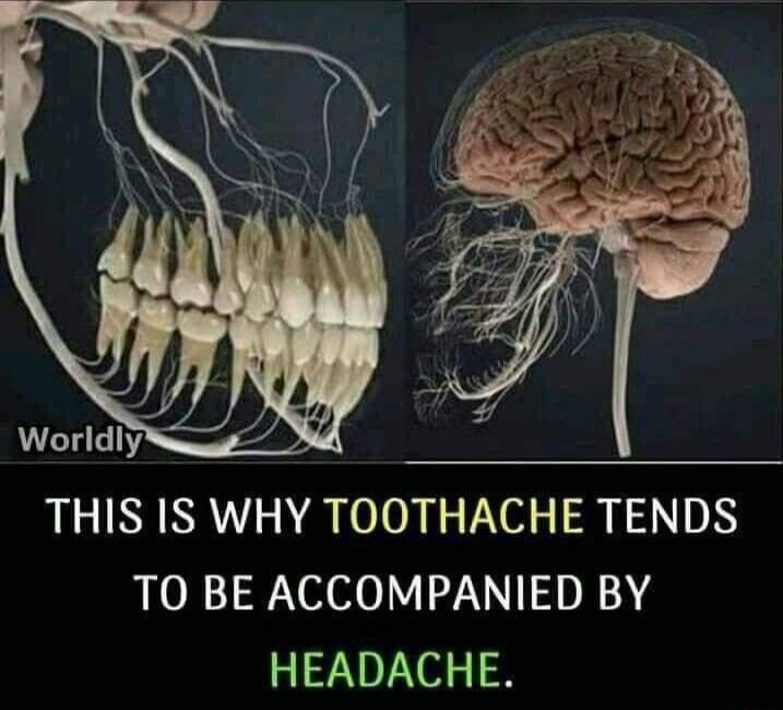 THIS IS WHY TOOTHACHE TENDS TO BE ACCOMPANIED BY HEADACHE