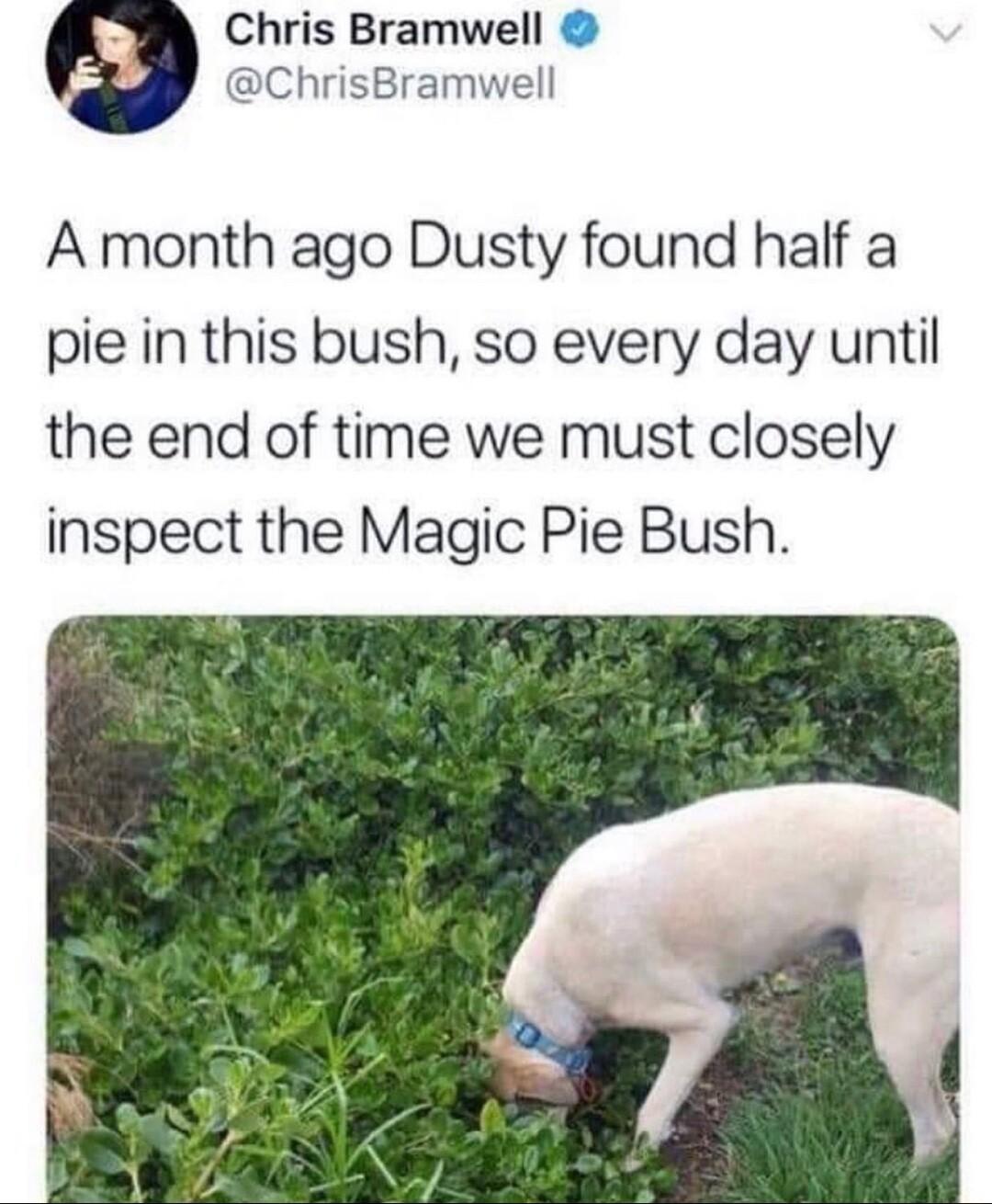 Chris Bramwell ChrisBramwell A month ago Dusty found half a pie in this bush so every day until the end of time we must closely inspect the Magic Pie Bush