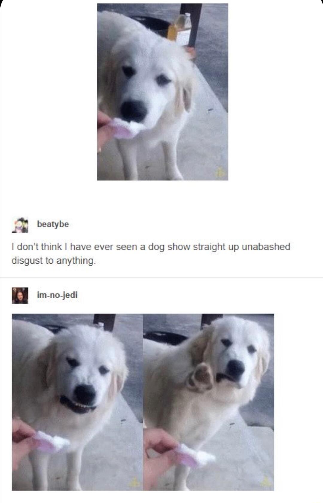 Ll 13 bemybe dont think have ever seen a dog show straight up unabashed disgust to anything B imnojeai