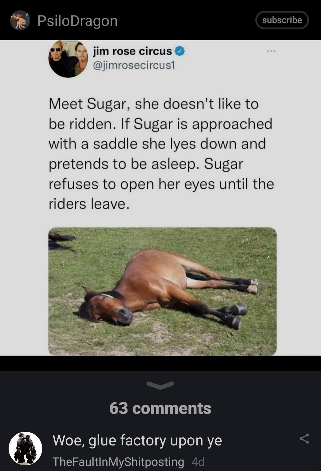 jim rose circus pjimrosecircus Meet Sugar she doesnt like to be ridden If Sugar is approached with a saddle she lyes down and pretends to be asleep Sugar refuses to open her eyes until the riders leave 63 comments LAo TN IVTR Tei T4 AT oTeT BT TheFaultinMyShitposting