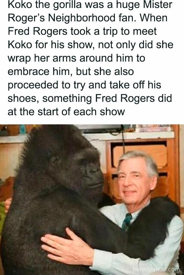 Koko the gorilla was a huge Mister Rogers Neighborhood fan When Fred Rogers took a trip to meet Koko for his show not only did she wrap her arms around him to embrace him but she also proceeded to try and take off his shoes something Fred Rogers did at the start of each show