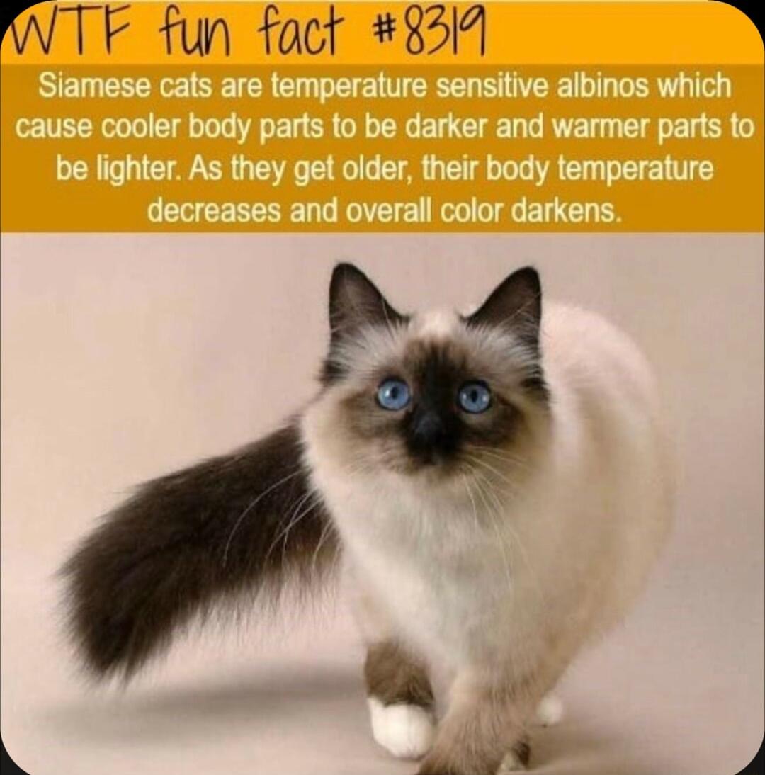 WTF fun fact 8511