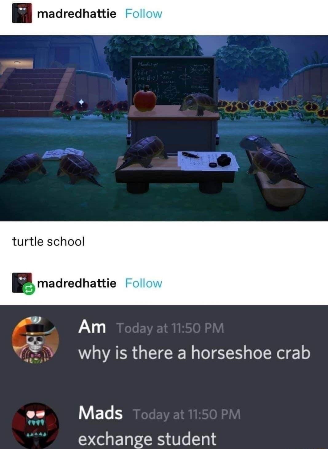 madredhattie turtle school P madredhattie Am why is there a horseshoe crab es Mads exchange student