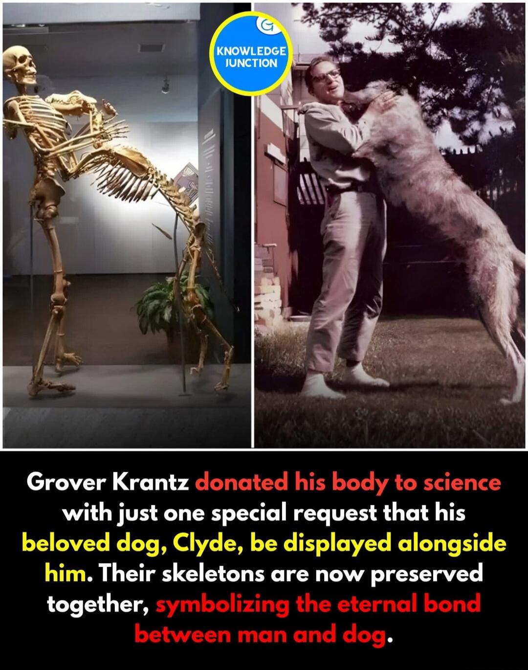 Grover Krantz donated his body to science with just one special request that his beloved dog, Clyde, be displayed alongside him. Their skeletons are now preserved together, symbolizing the eternal bond between man and dog.