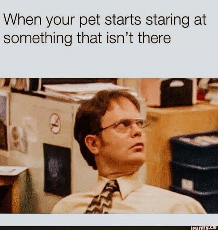 When your pet starts staring at something that isn't there