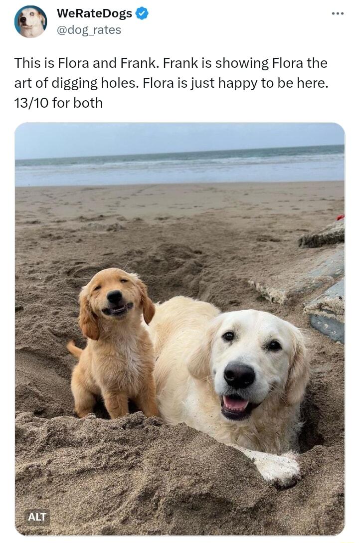 WeRateDogs dog rates This is Flora and Frank Frank is showing Flora the art of digging holes Flora is just happy to be here 1310 for both