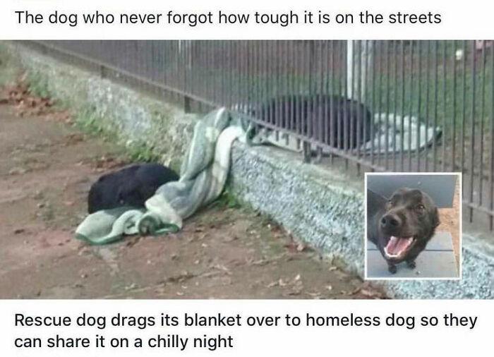 The dog who never forgot how tough it is on the streets Rescue dog drags its blanket over to homeless dog so they can share it on a chilly night