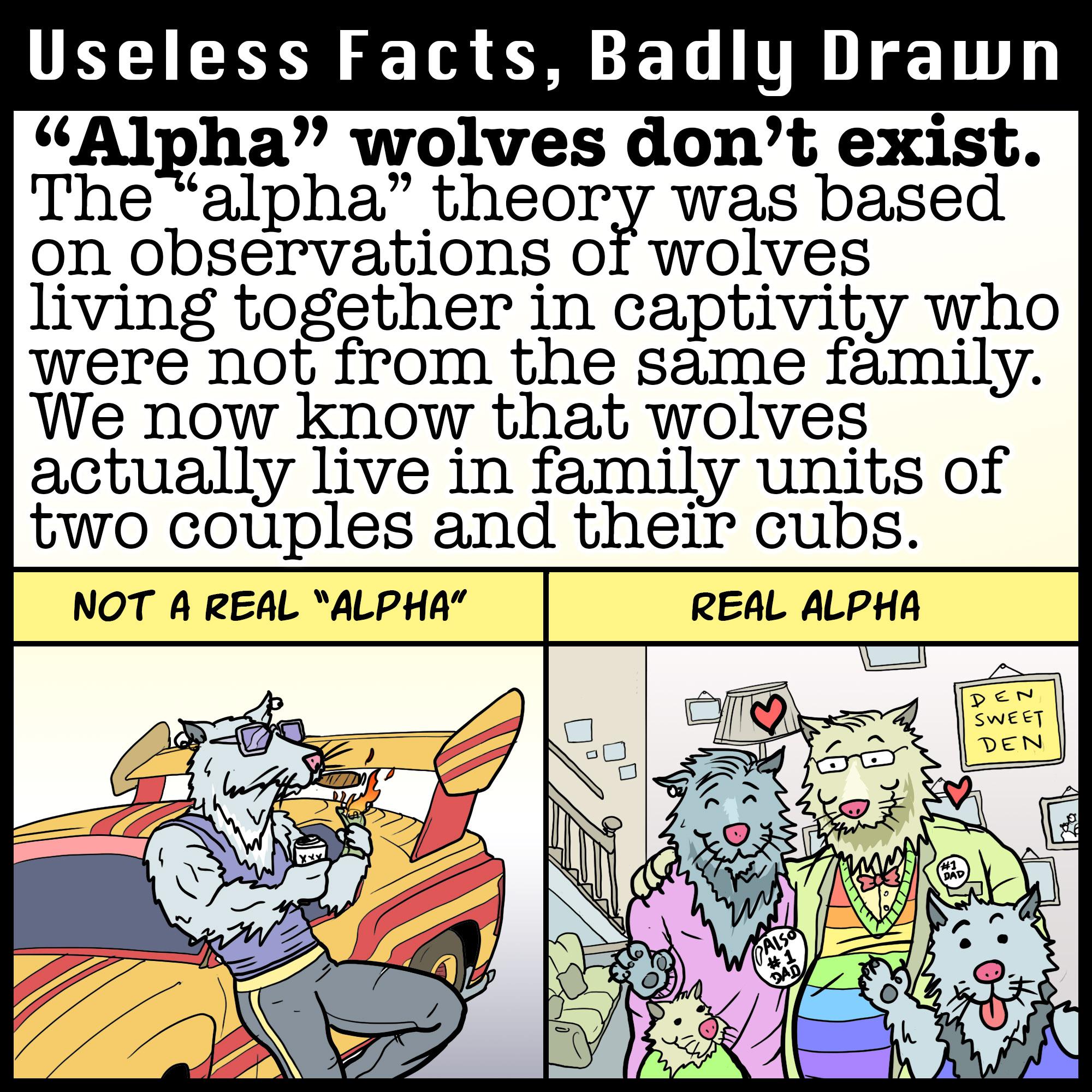 UELIEEN S T L TR 1T Alpha wolves dont exist Thealpha theory was based on observations of wolves living together in captivity who were not from the same family We now know that wolves actually live in family units of two couples and their cubs NOT A REAL ALPHA REAL ALPHA