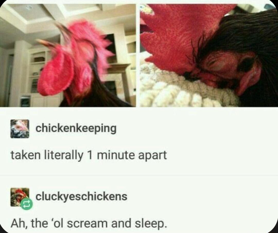 i Chlckenkeeplng taken literally 1 minute apart g cluckyeschickens kAh the ol scream and sleep 4