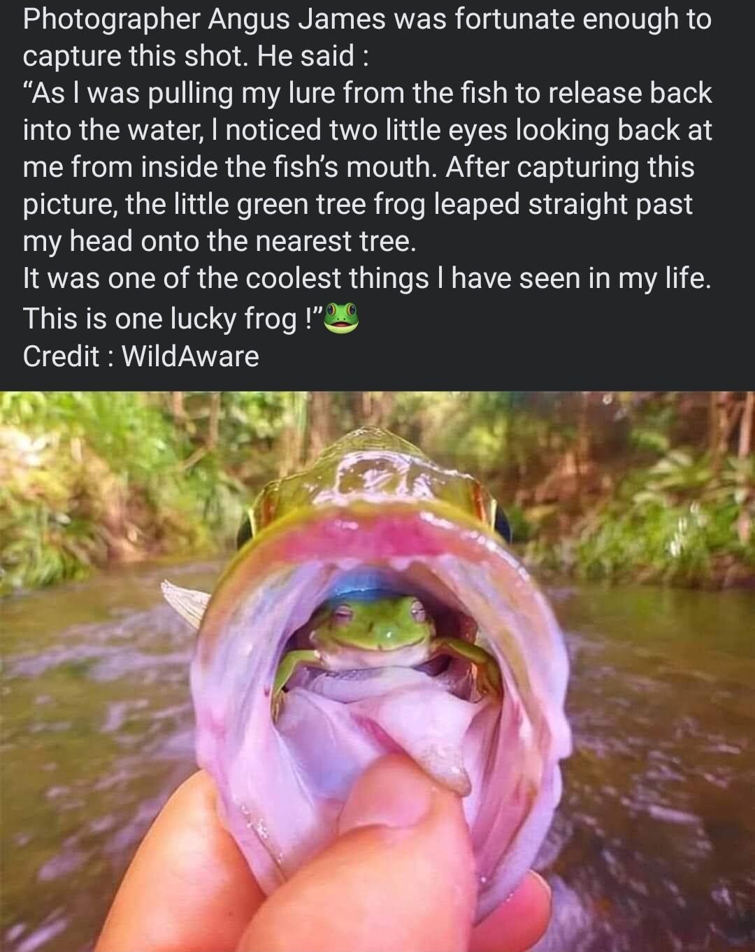 OTIGT T I T VAN T RV RR g T E IR eV R Y capture this shot He said As was pulling my lure from the fish to release back NCRUEANEC AR BT EESERI LG ERREN me from inside the fishs mouth After capturing this picture the little green tree frog leaped straight past my head onto the nearest tree It was one of the coolest things have seen in my life This is one lucky frog 2 Credit WildAware