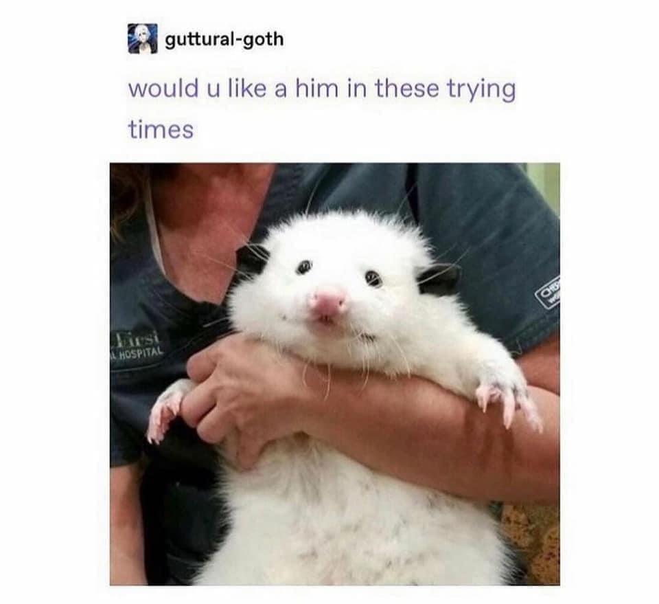 A outtural goth would u like a him in these trying times