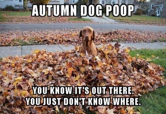 AUTUMN DOG POOP
YOU KNOW IT'S OUT THERE. YOU JUST DON'T KNOW WHERE.