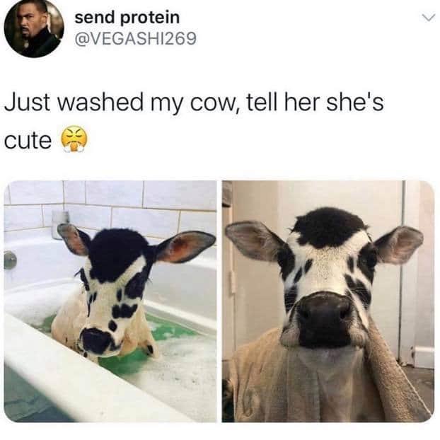 send protein VEGASHI269 Just washed my cow tell her shes cute 9