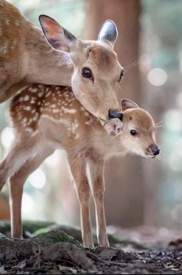 A mother deer nuzzles and licks her fawn in a forest setting.