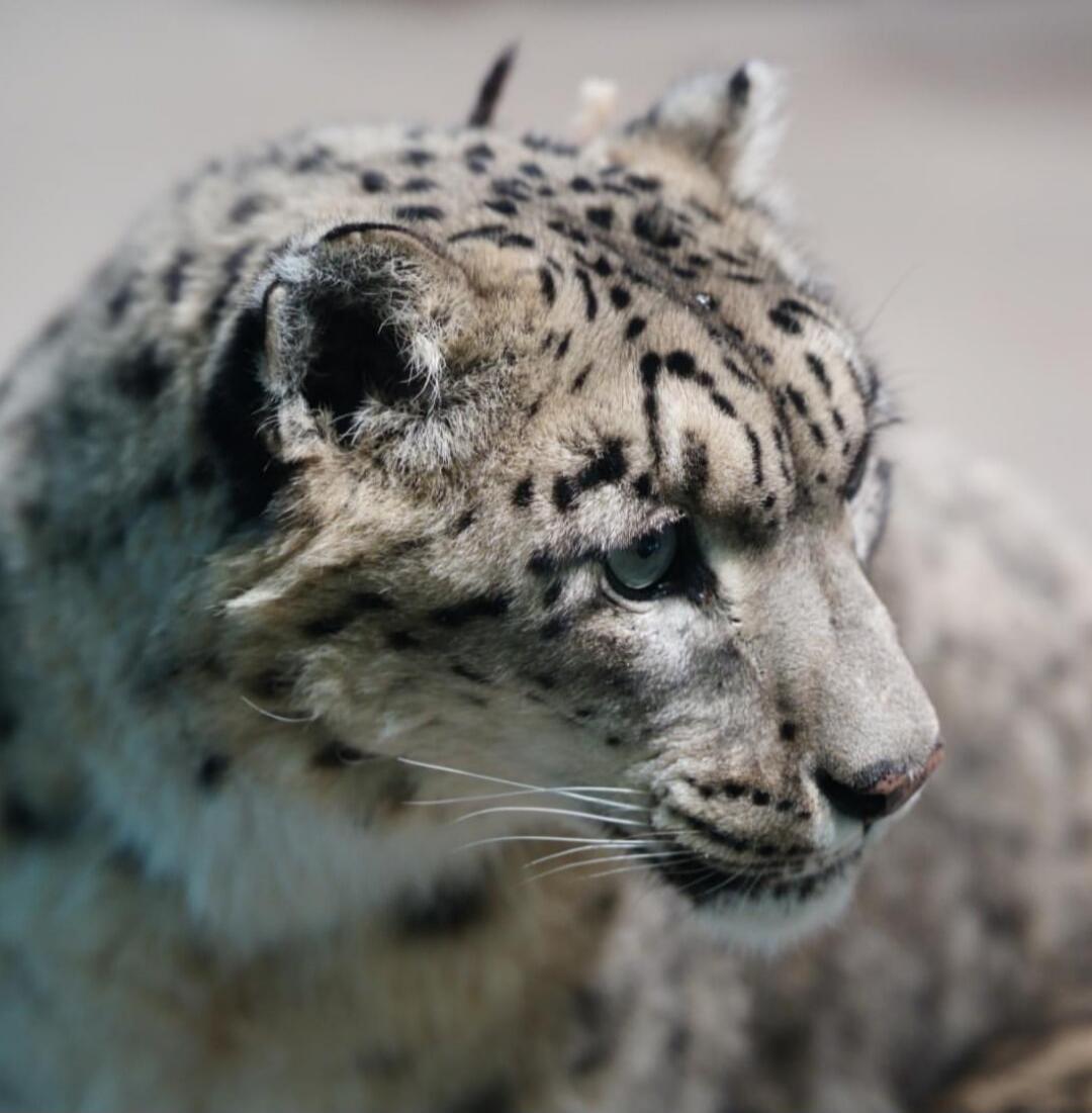 A close-up portrait of a snow leopard (Panthera uncia) with blue-gray fur and black spots.