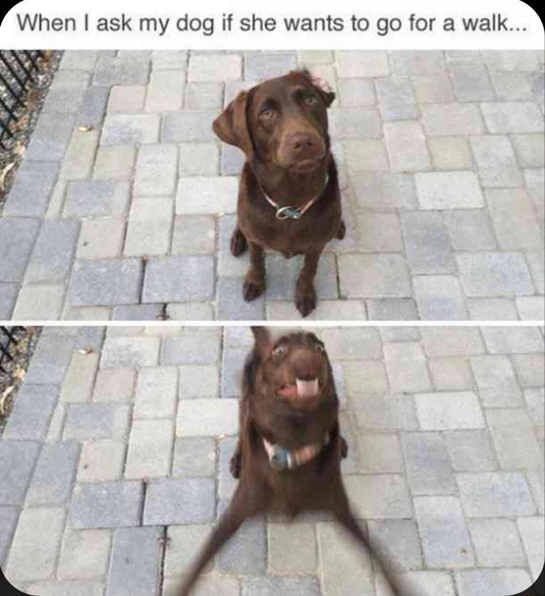 rWhen ask my dog if she wants to go for a walk